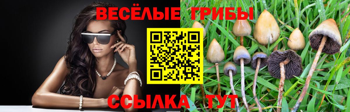 Псилоцибиновые грибы Psilocybe Красноперекопск